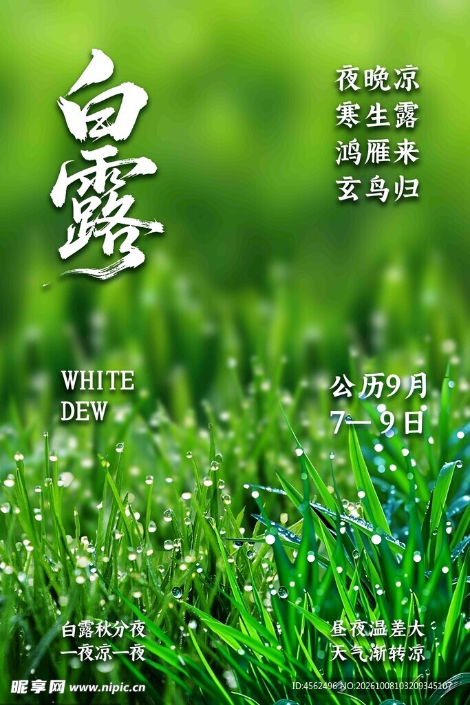 白露节气清新海报