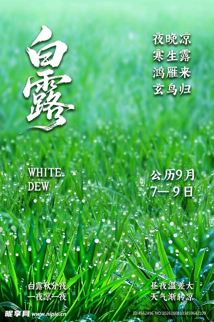 白露节气清新海报