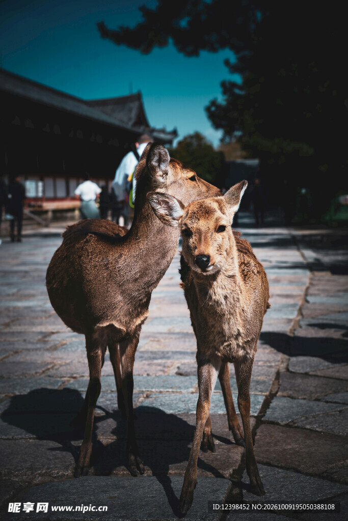 奈良公园两只小鹿