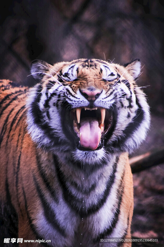 露齿咆哮的猛虎