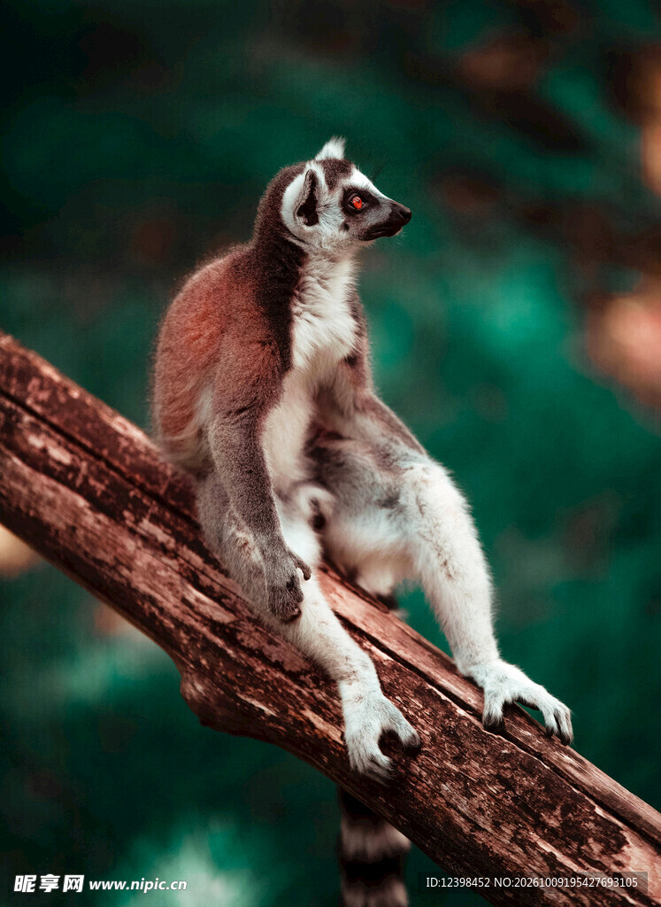 树枝上休憩的狐猴