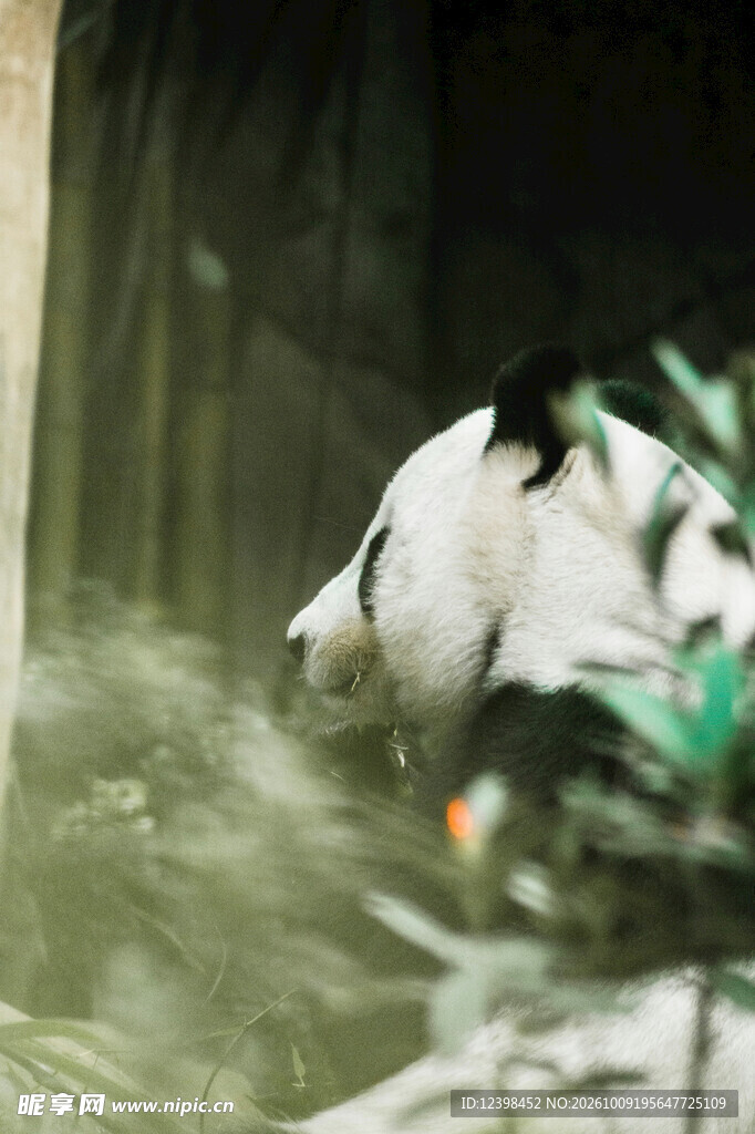 熊猫