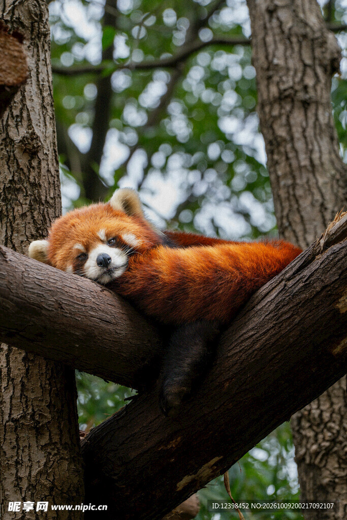 树上休憩的小熊猫