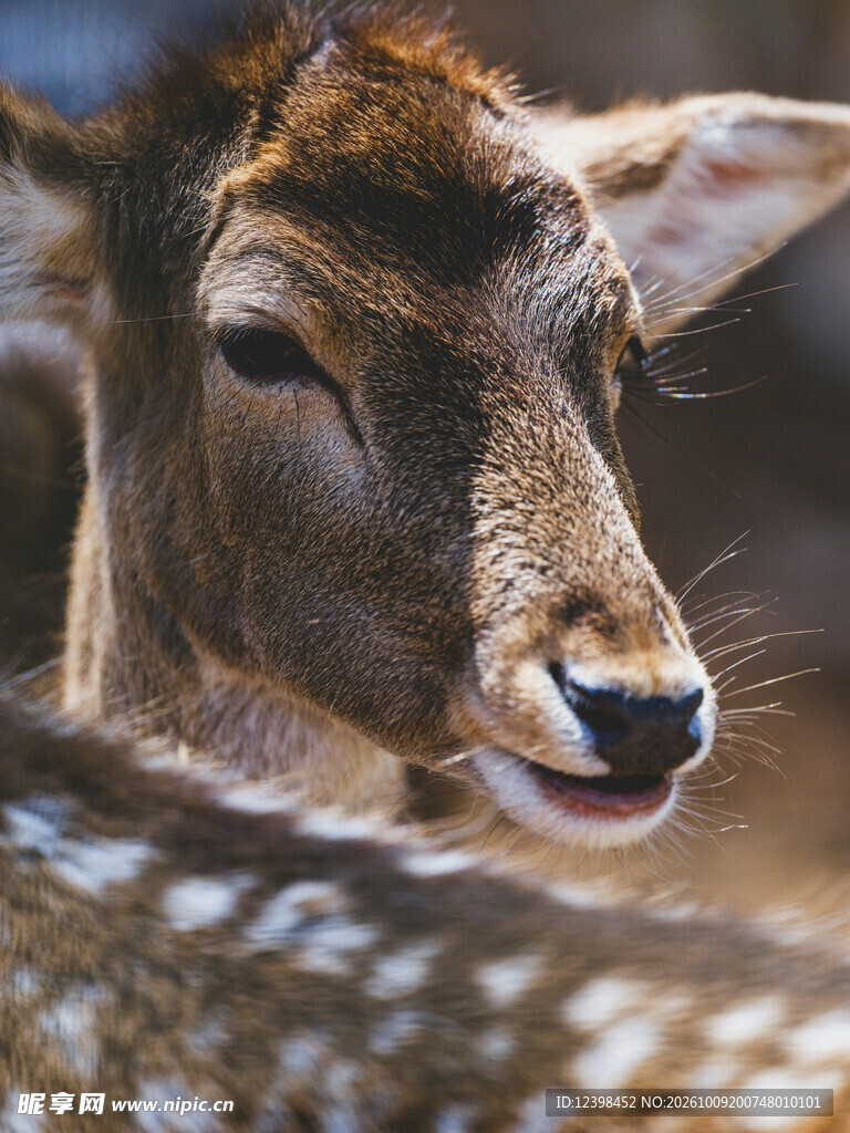 野生鹿涉水特写
