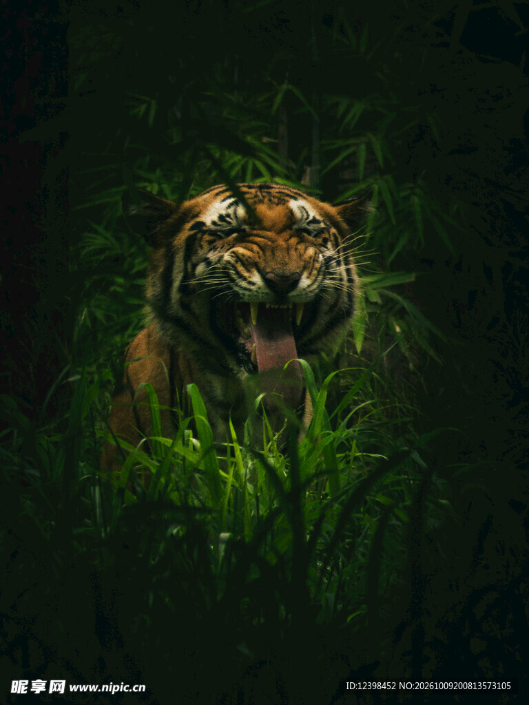 丛林暗处的老虎