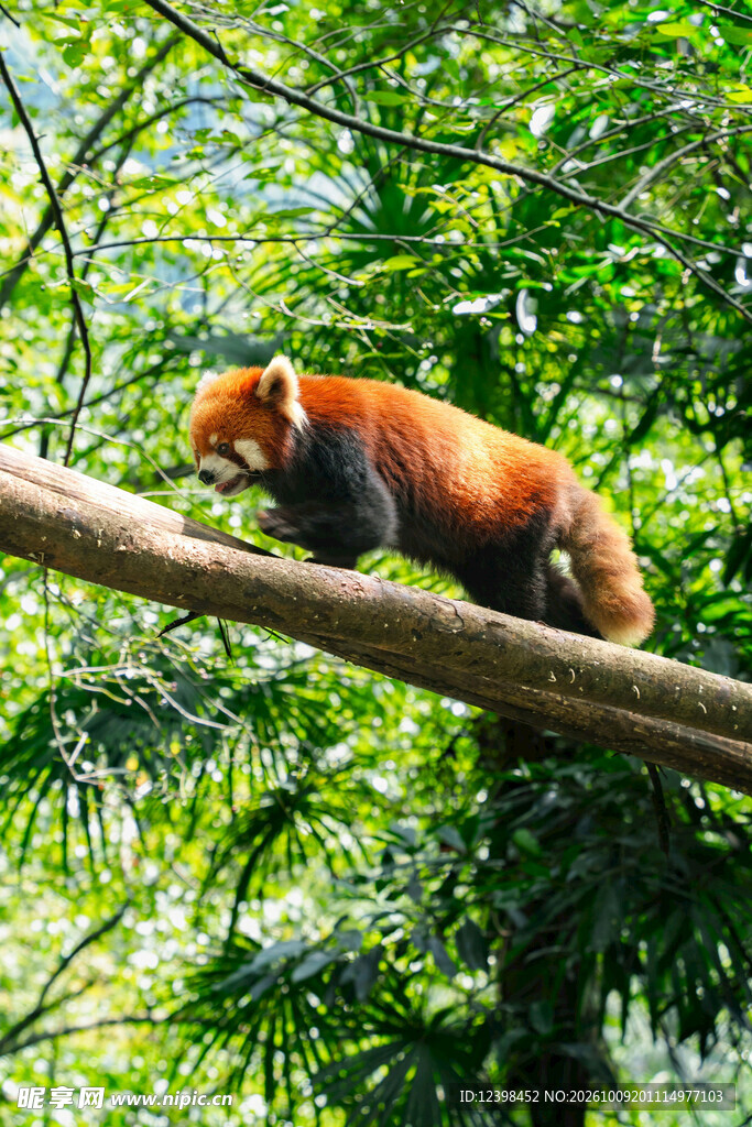 树枝上的小熊猫