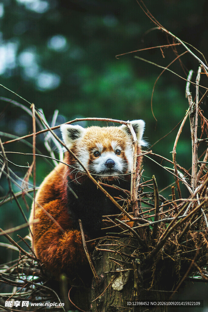 树丛中的小熊猫
