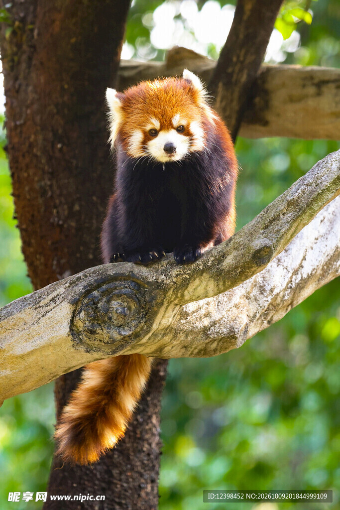 枝头上的小熊猫