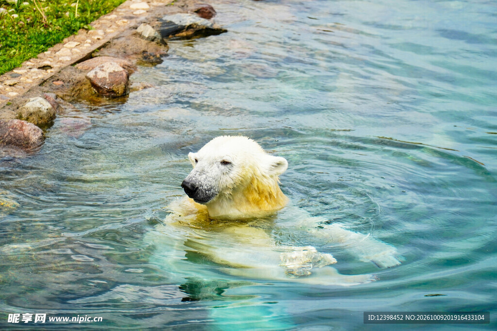 水中游泳的北极熊