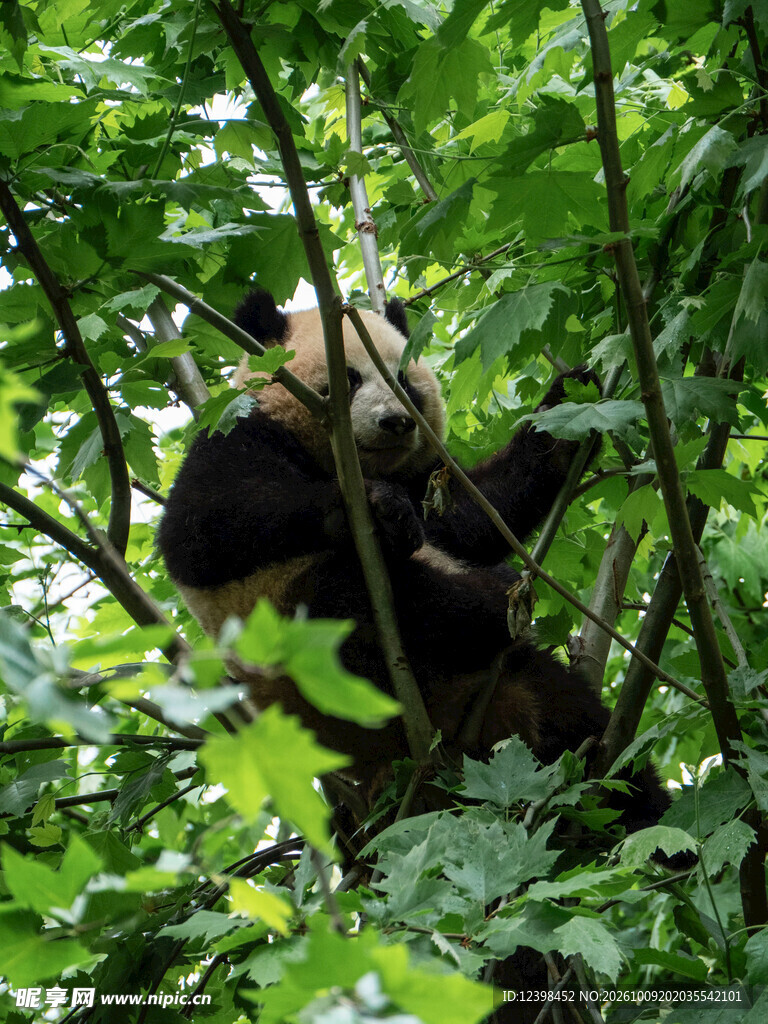 林间树上的大熊猫