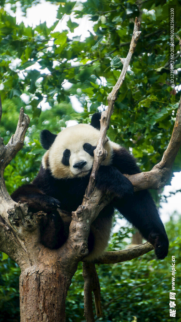 树上的大熊猫