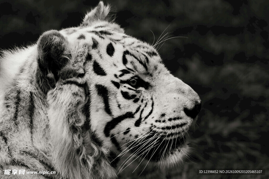 黑白老虎头部特写