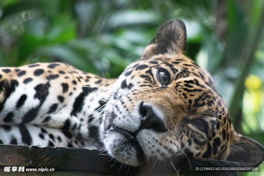 休憩的野生豹猫