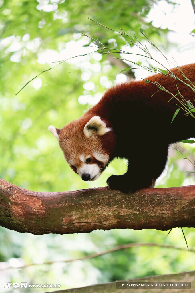 树枝上的小熊猫