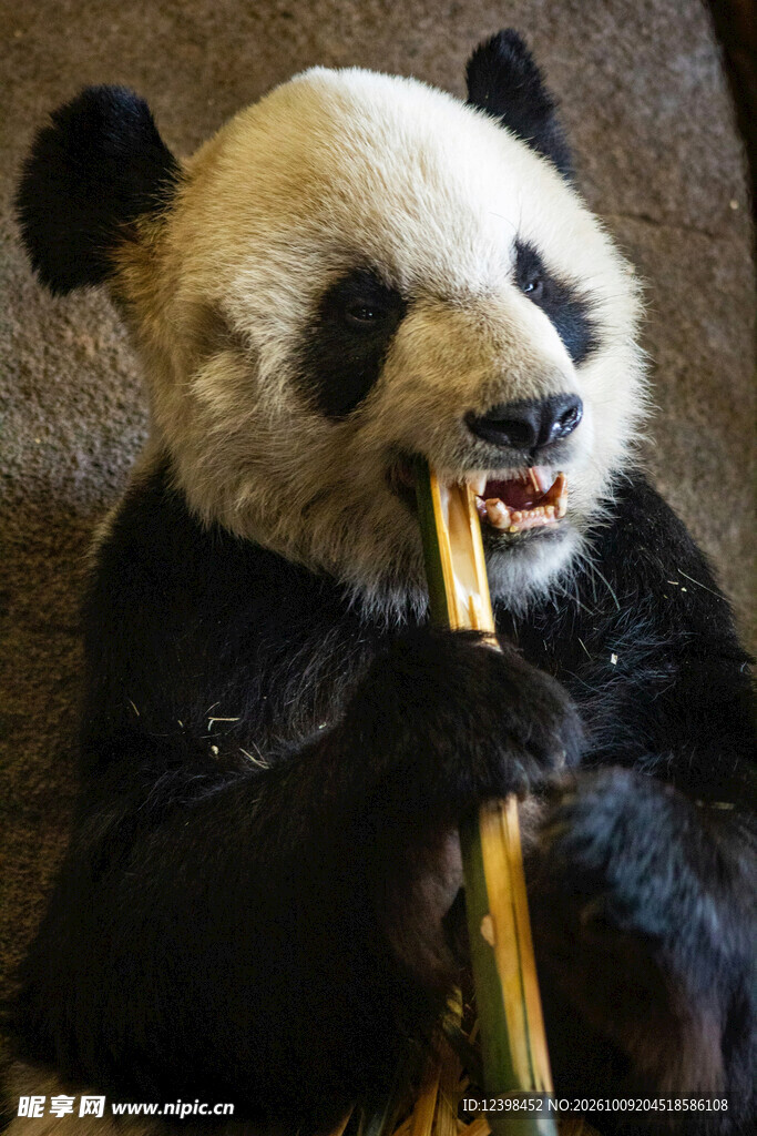 大熊猫进食竹子
