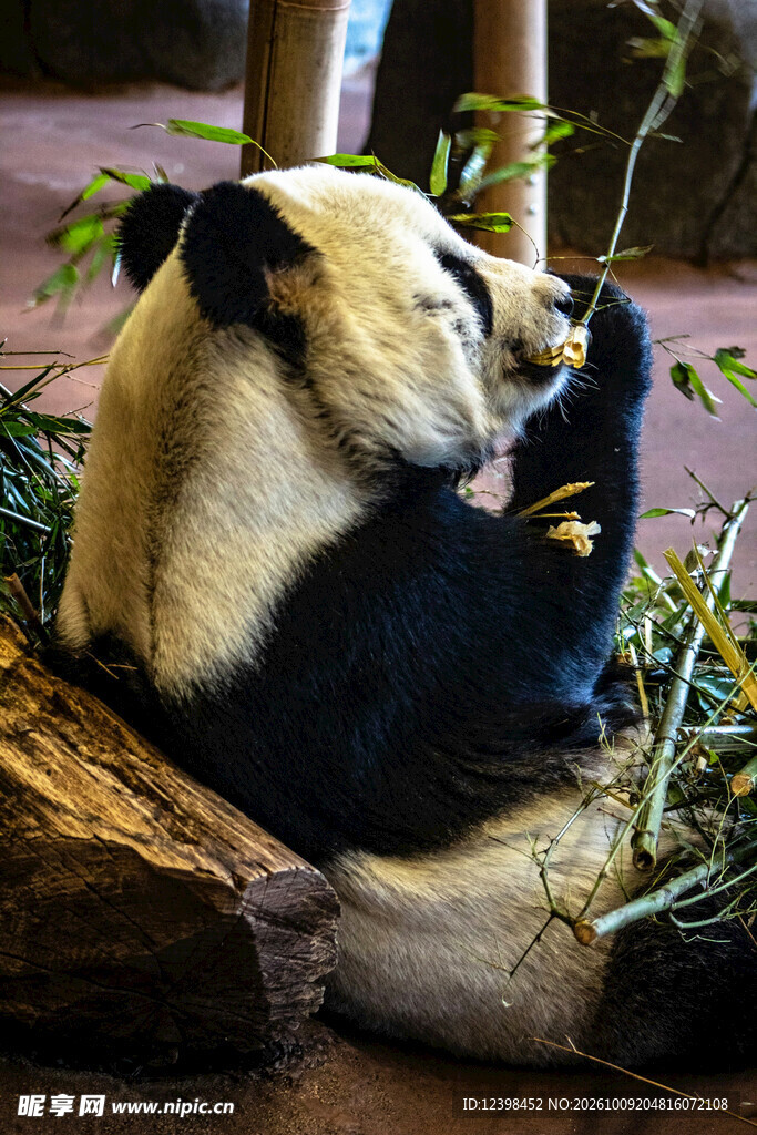 大熊猫进食竹子