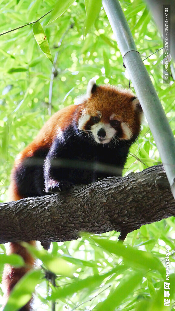 枝头上的小熊猫