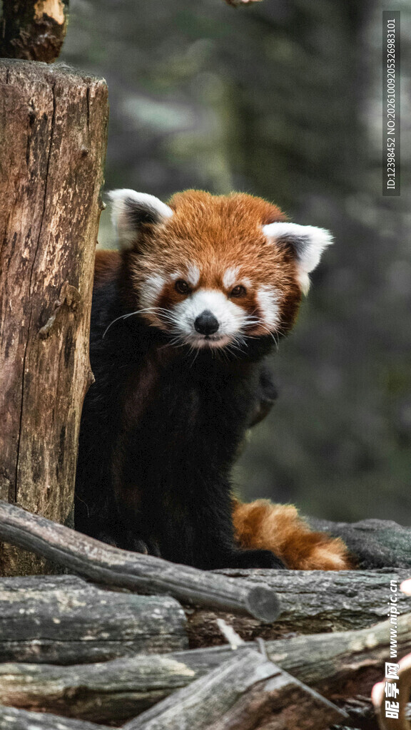 树后探头的小熊猫