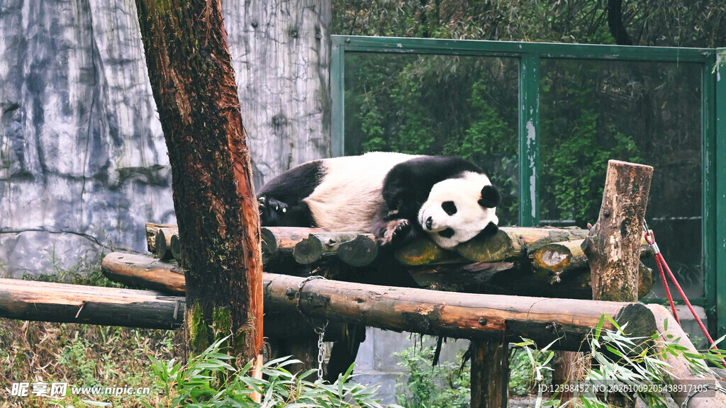 趴在木架上的大熊猫