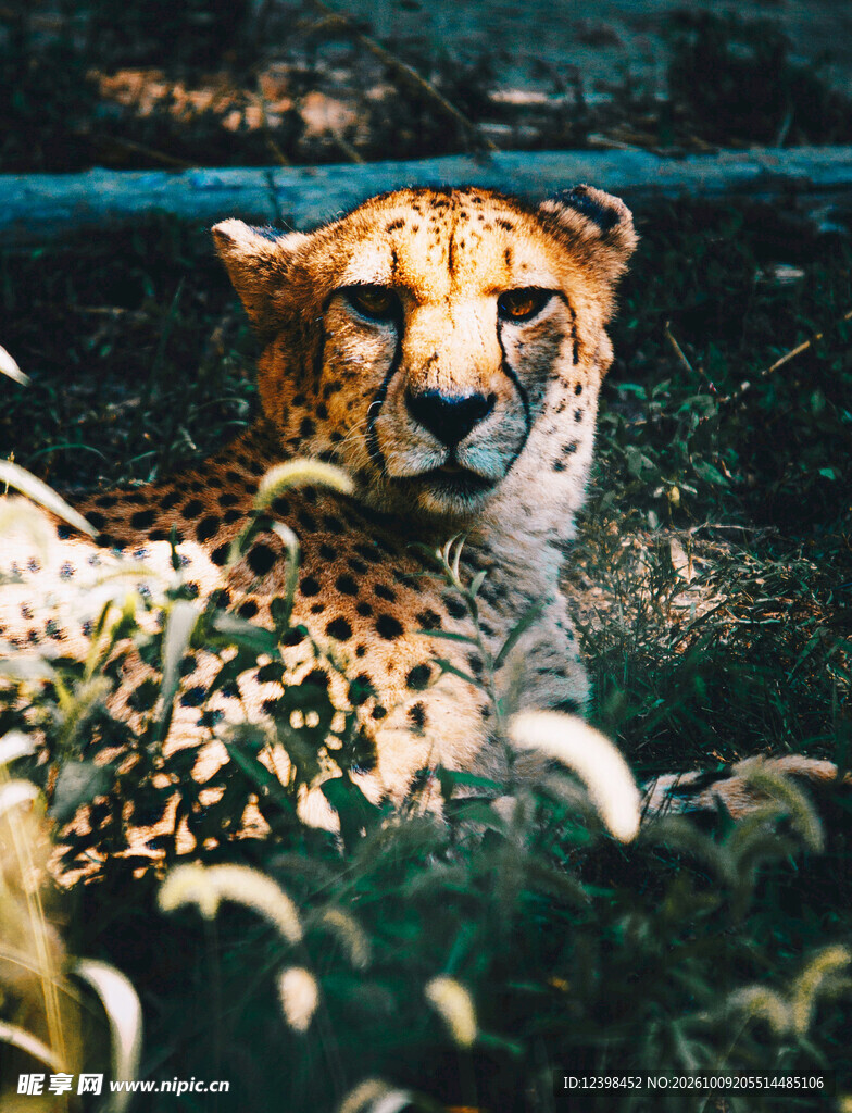 草丛中潜伏的猎豹