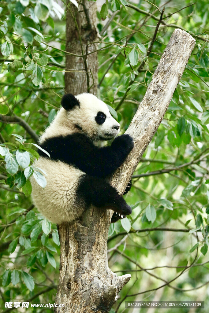 爬树的大熊猫