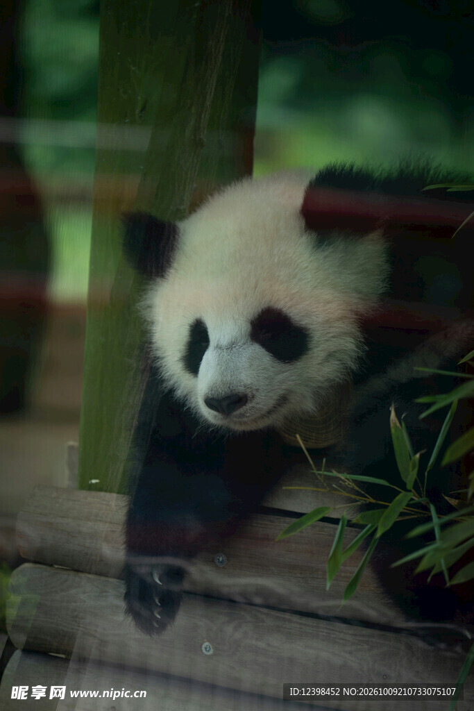 可爱大熊猫幼崽