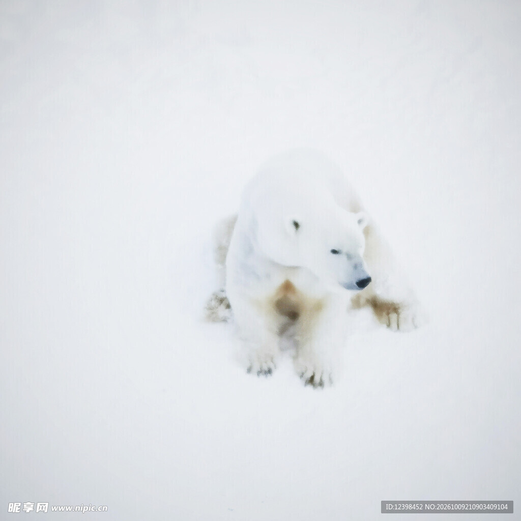 雪地中的北极熊