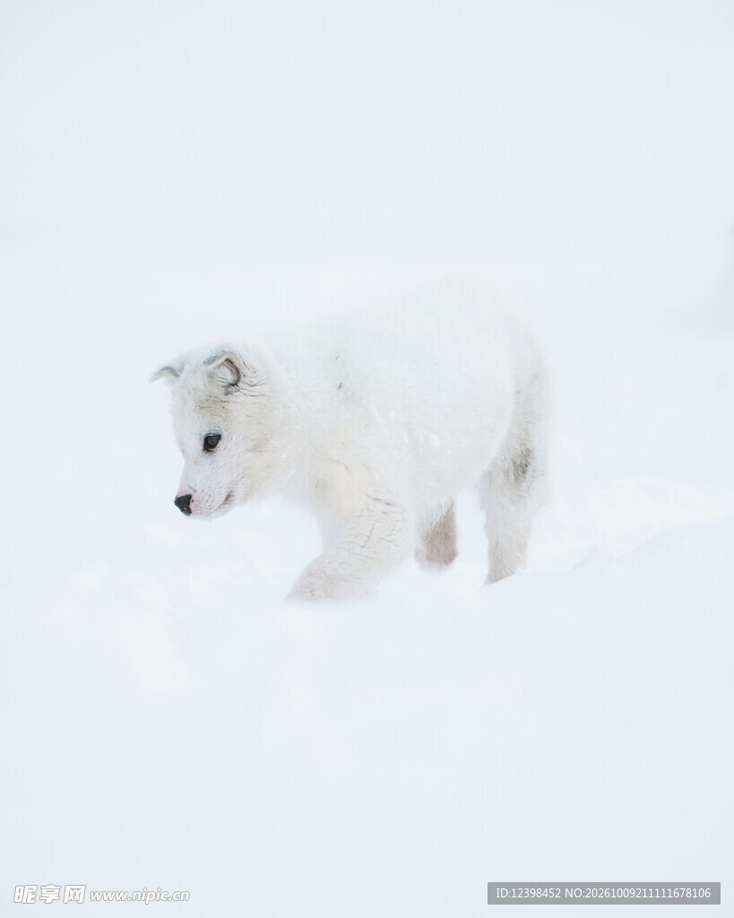 雪地北极熊幼崽