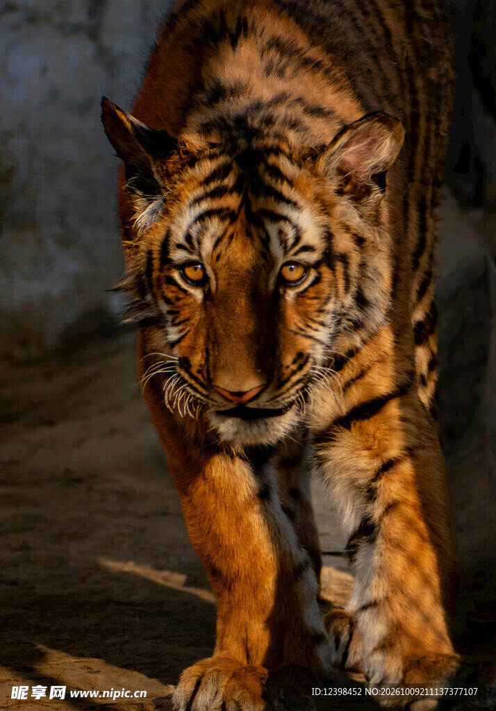 猛虎正面行走特写