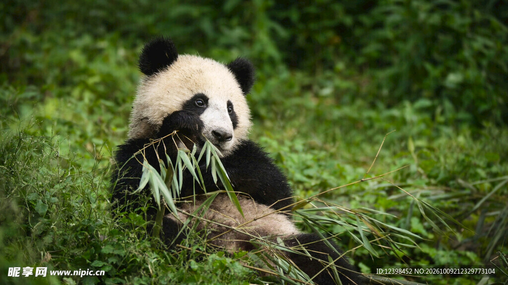 草丛中吃竹的大熊猫