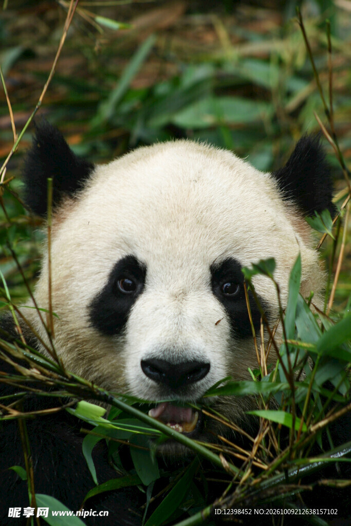 草丛中探头的大熊猫