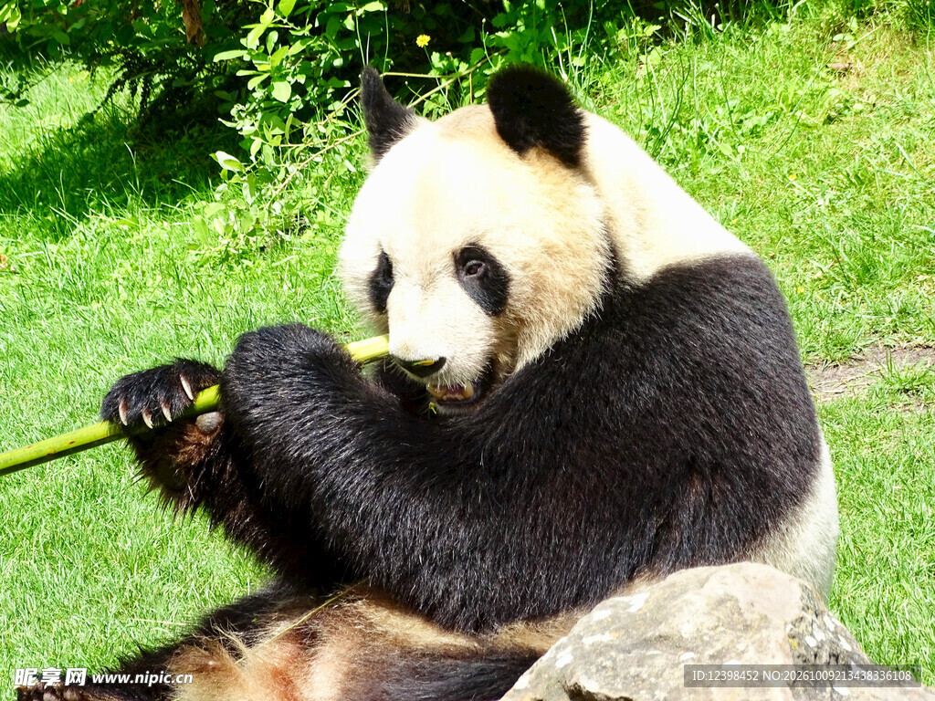 大熊猫坐地啃食竹子