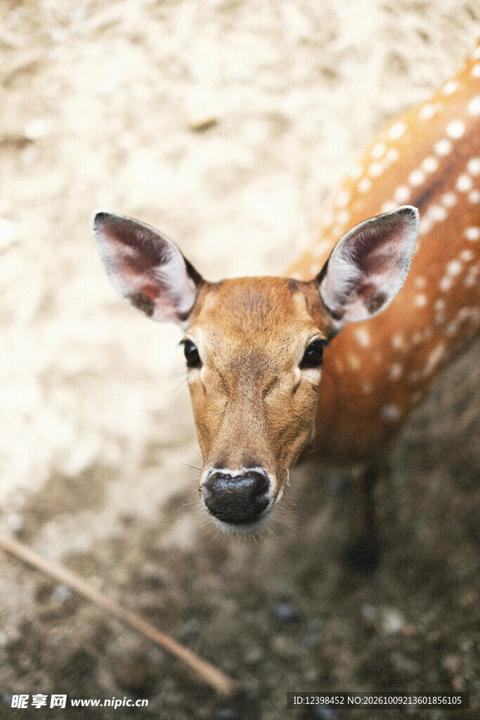 野生梅花鹿头部特写