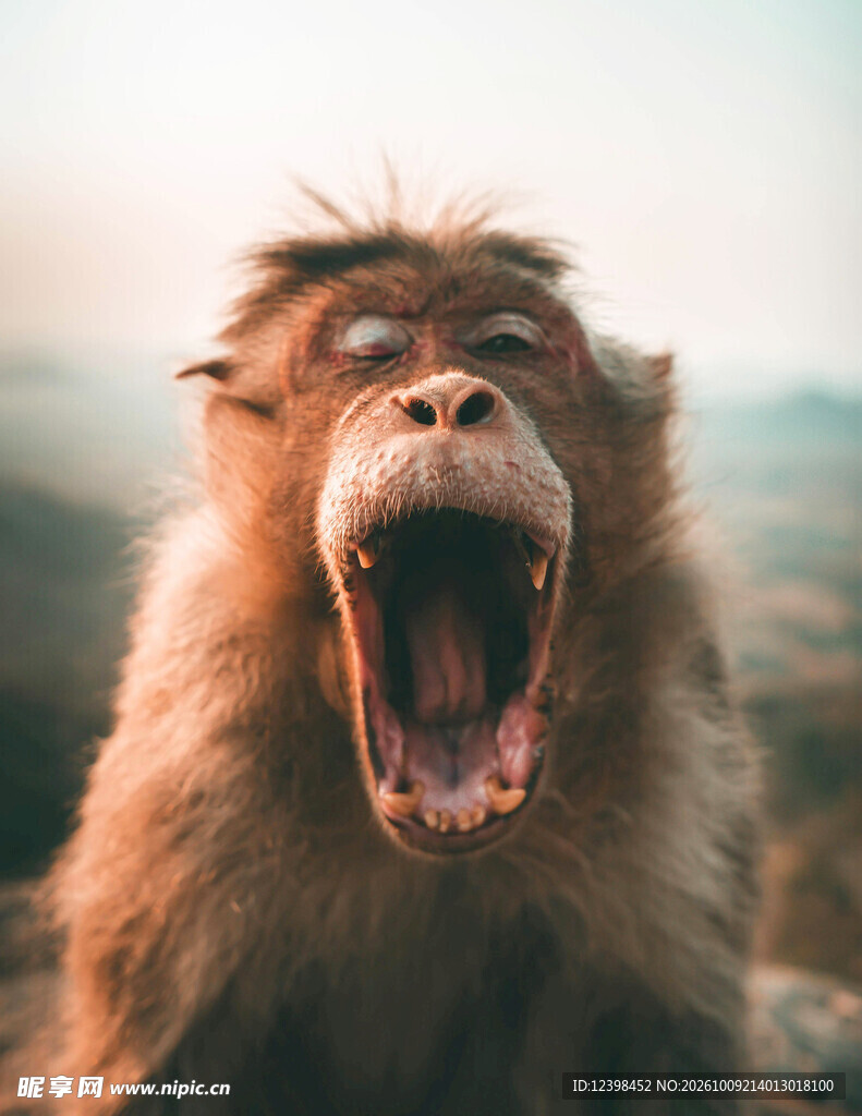 打哈欠的猕猴