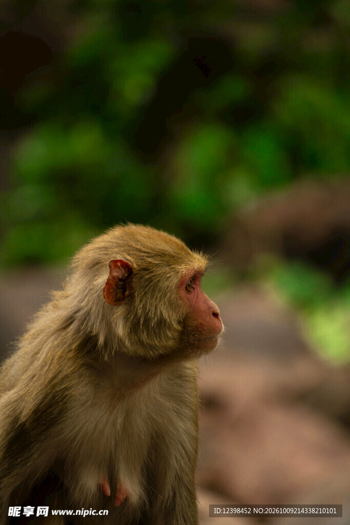 野生猕猴侧影特写