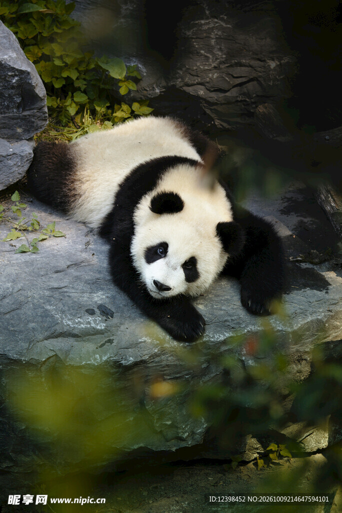 躺卧的可爱大熊猫