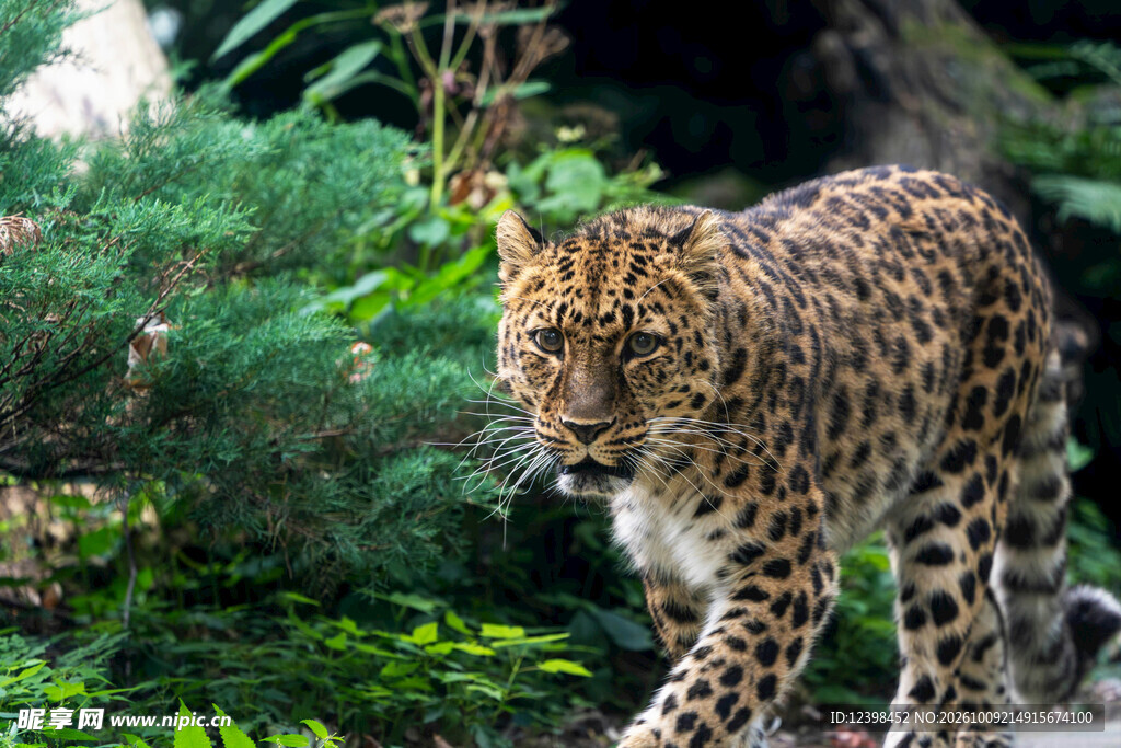 丛林里的野生花豹