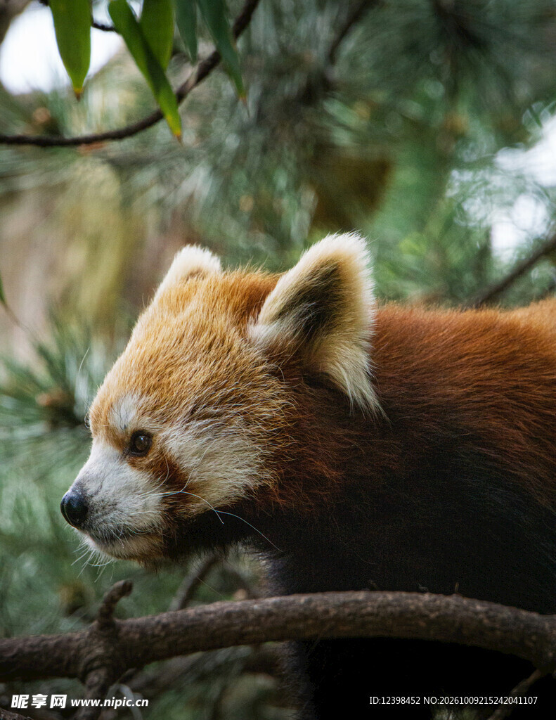 林间小熊猫特写