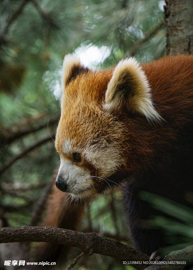 林间小熊猫特写