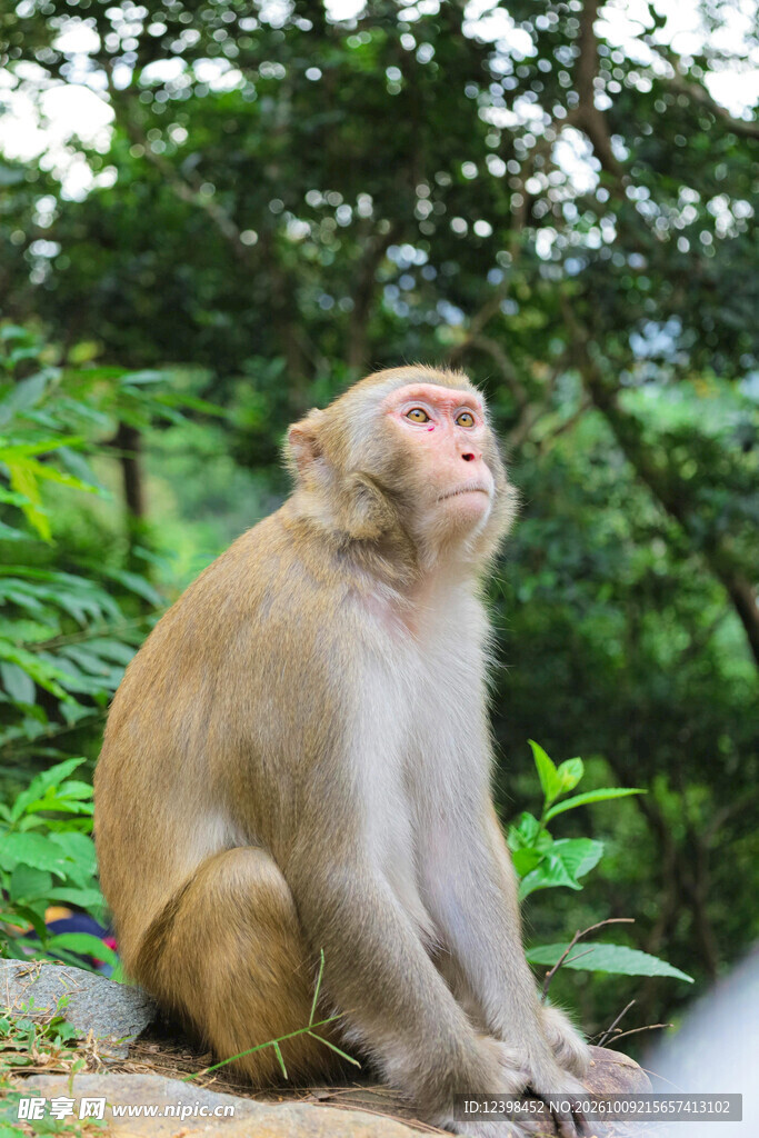 静坐的野生猕猴