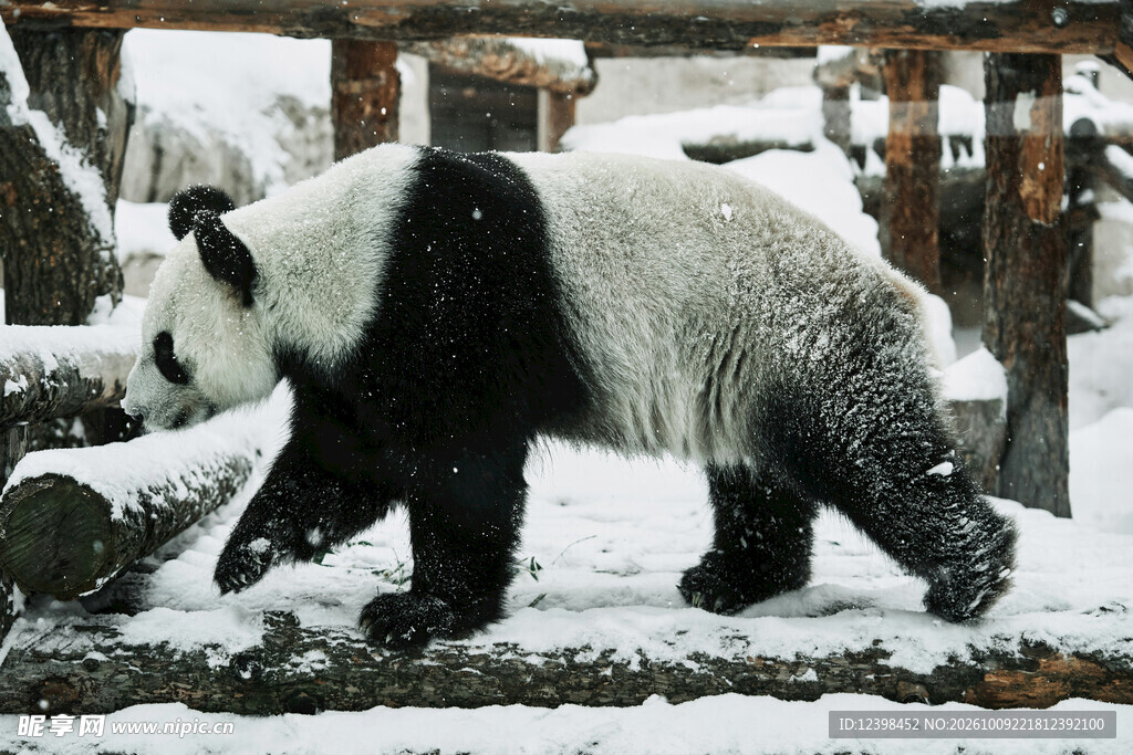 雪地漫步的大熊猫