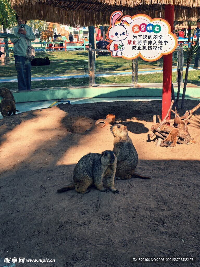 动物园里的水獭