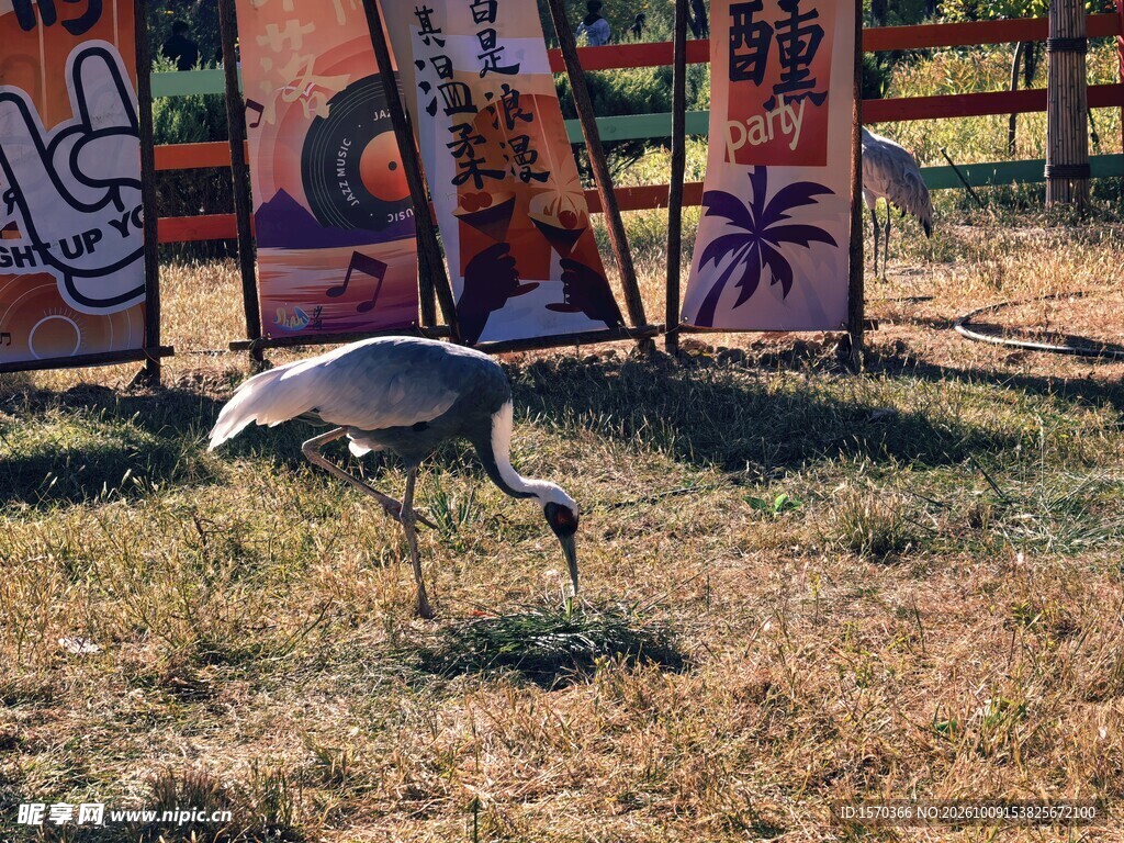户外草地觅食的鹤