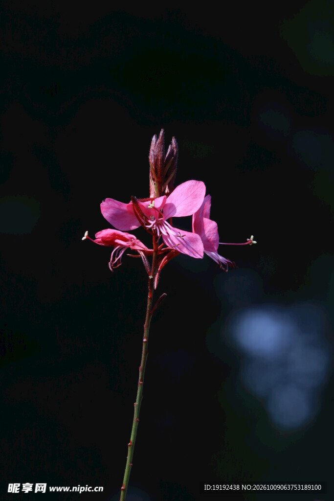 山桃草  
