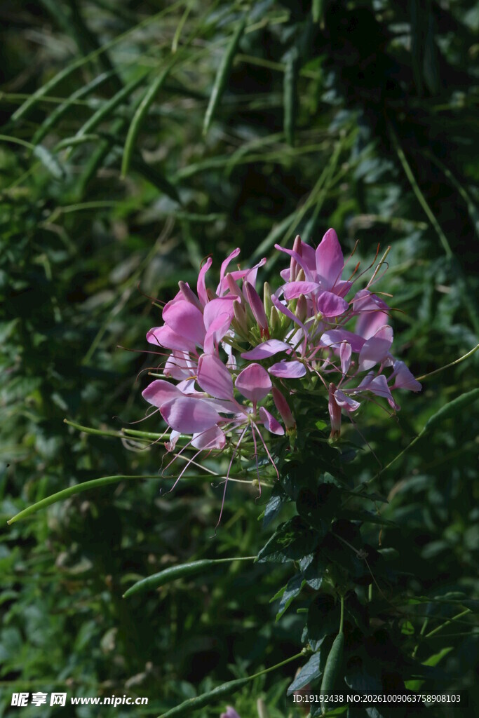 醉蝶花  