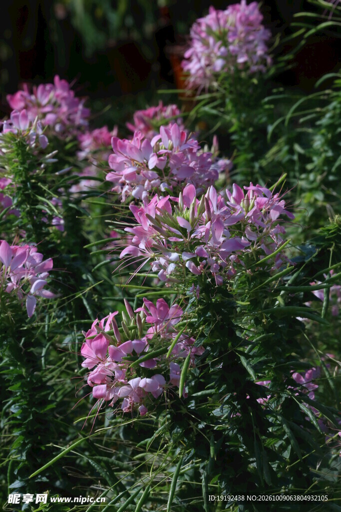 醉蝶花 