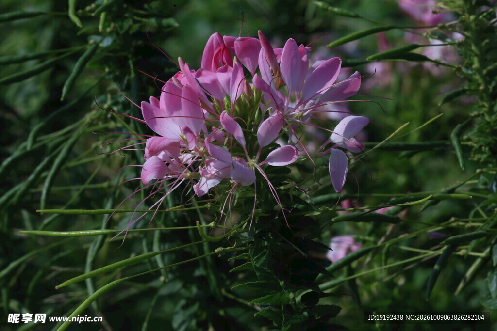 醉蝶花 
