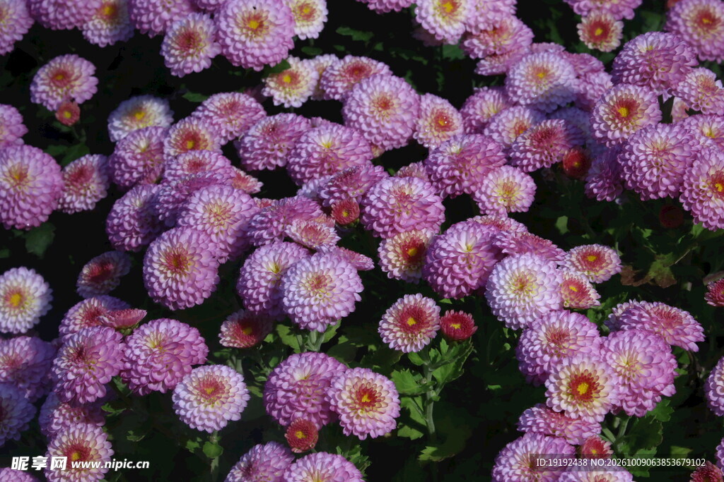 菊花 