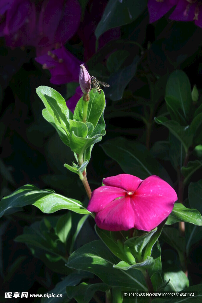长春花  