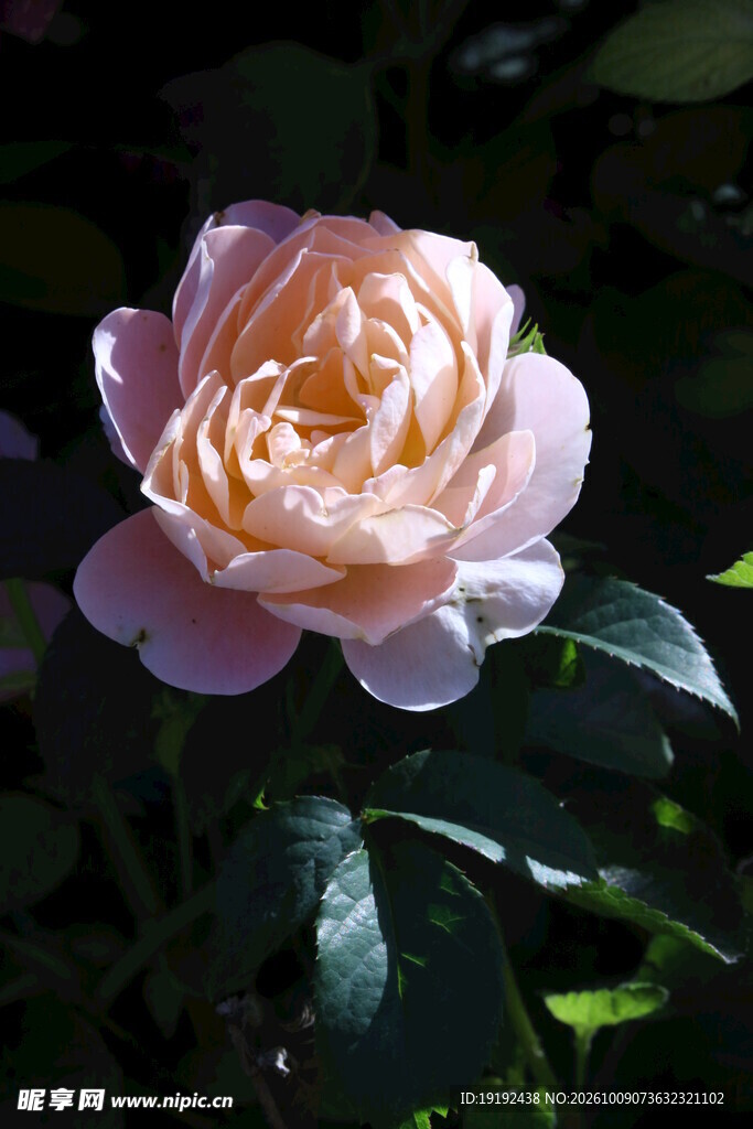 月季花 